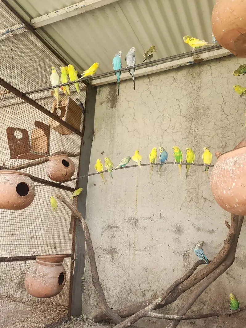complete setup for sale fix price for all parrots — photo 2