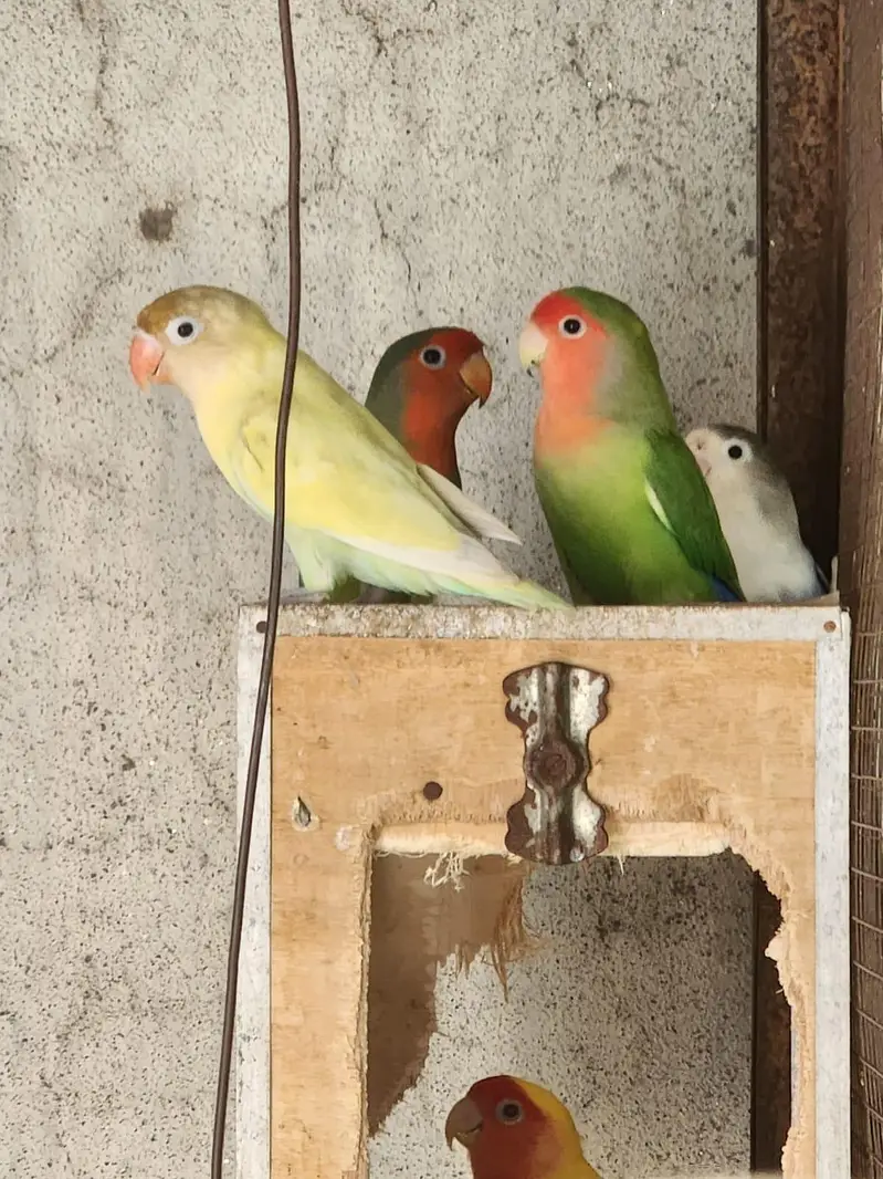 complete setup for sale fix price for all parrots — photo 3