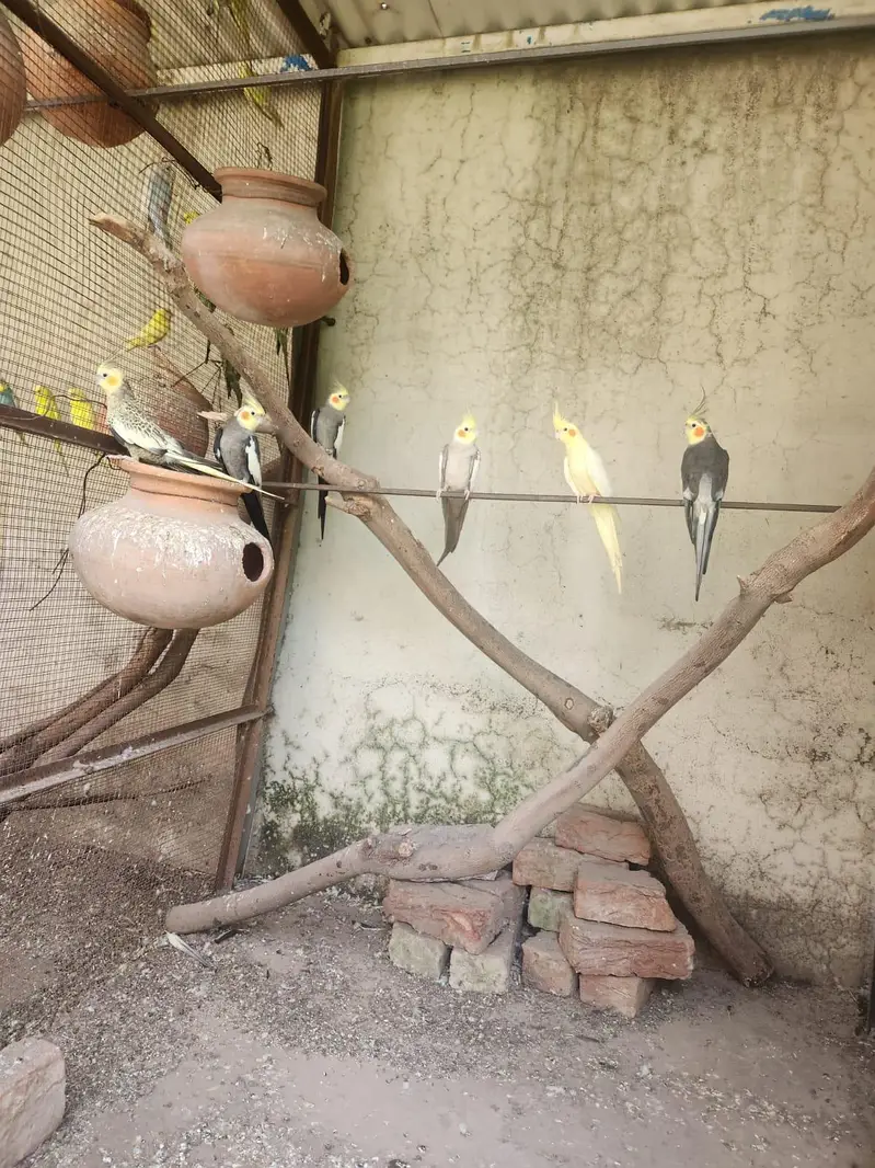 complete setup for sale fix price for all parrots — photo 4