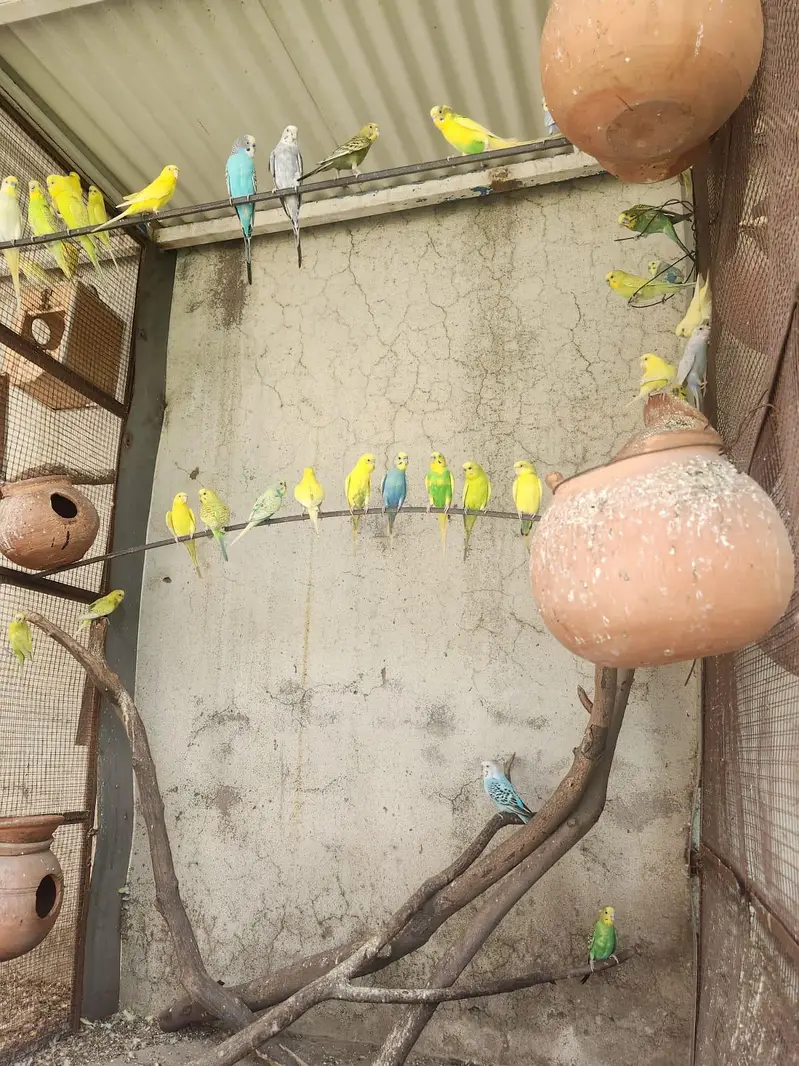 complete setup for sale fix price for all parrots — photo 5