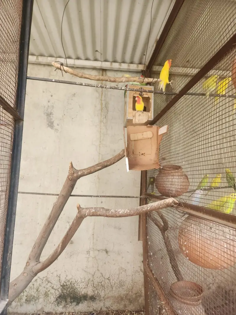 complete setup for sale fix price for all parrots — photo 6