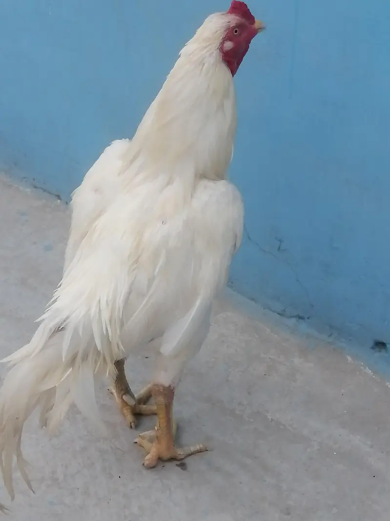 کوالٹی بریڈر ہیرا اصیل — photo 2