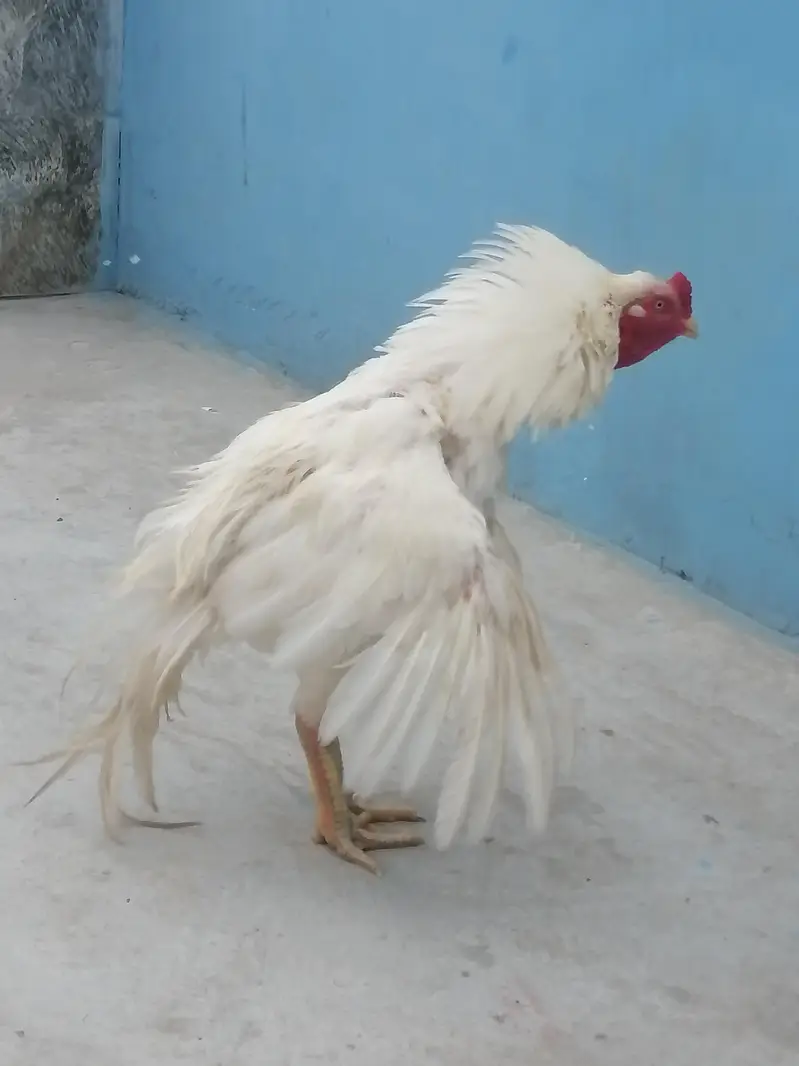 کوالٹی بریڈر ہیرا اصیل — photo 3