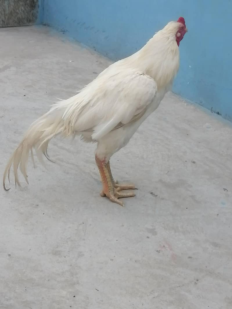 کوالٹی بریڈر ہیرا اصیل 4