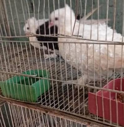 Australian pegions Pair