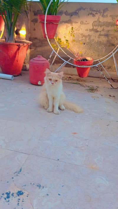 percian male cat