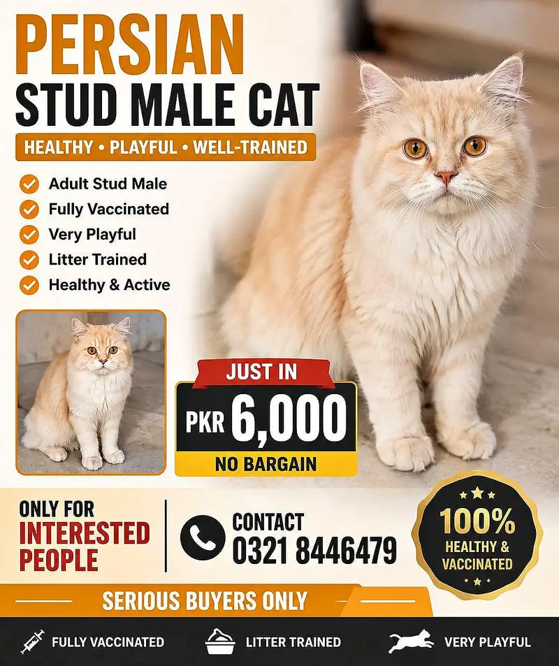 percian male cat — photo 2