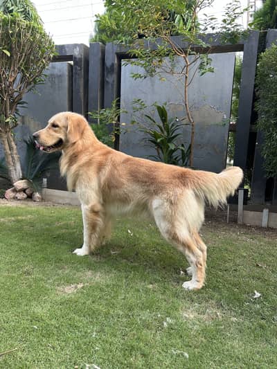 Golden Retriever