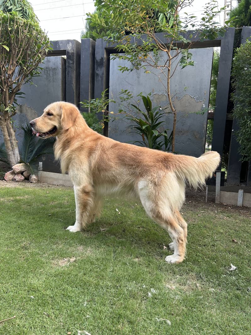 Golden Retriever 0