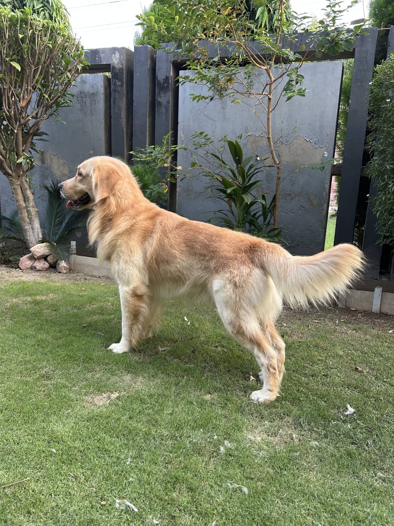 Golden Retriever 1