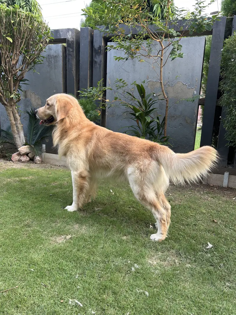 Golden Retriever — photo 2