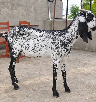 Makhi Cheeni Bakri
