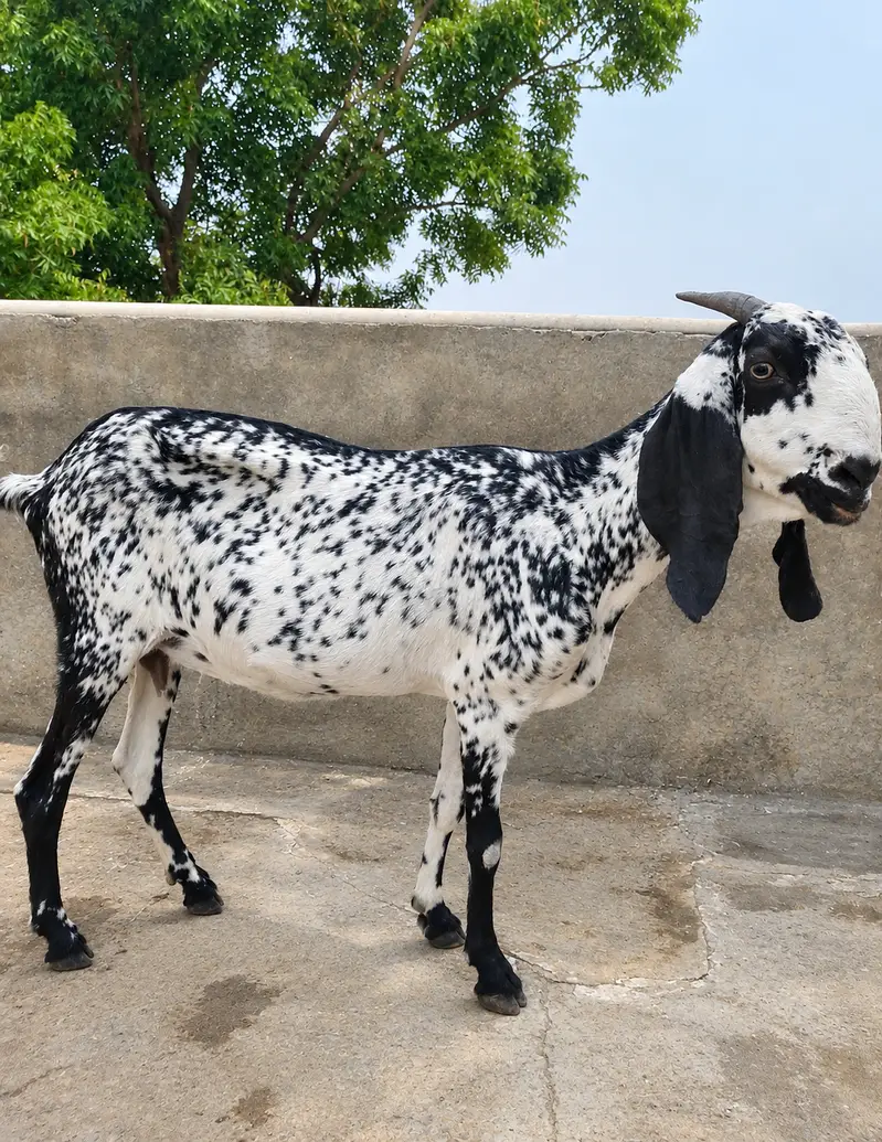 Makhi Cheeni Bakri — photo 2