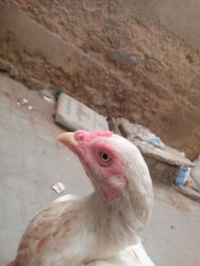 aseel hens sell