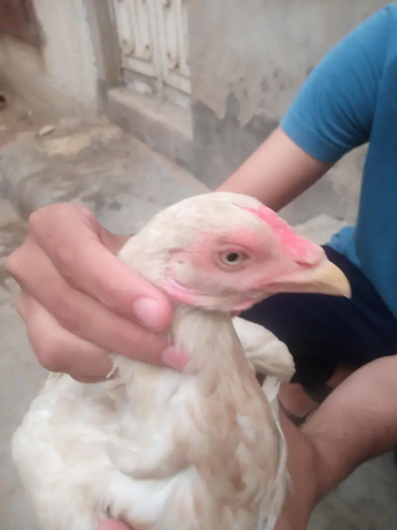 aseel hens sell — photo 2