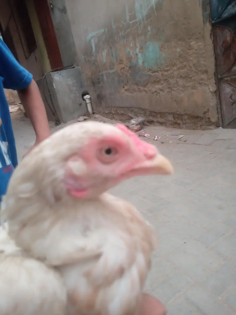 aseel hens sell — photo 3