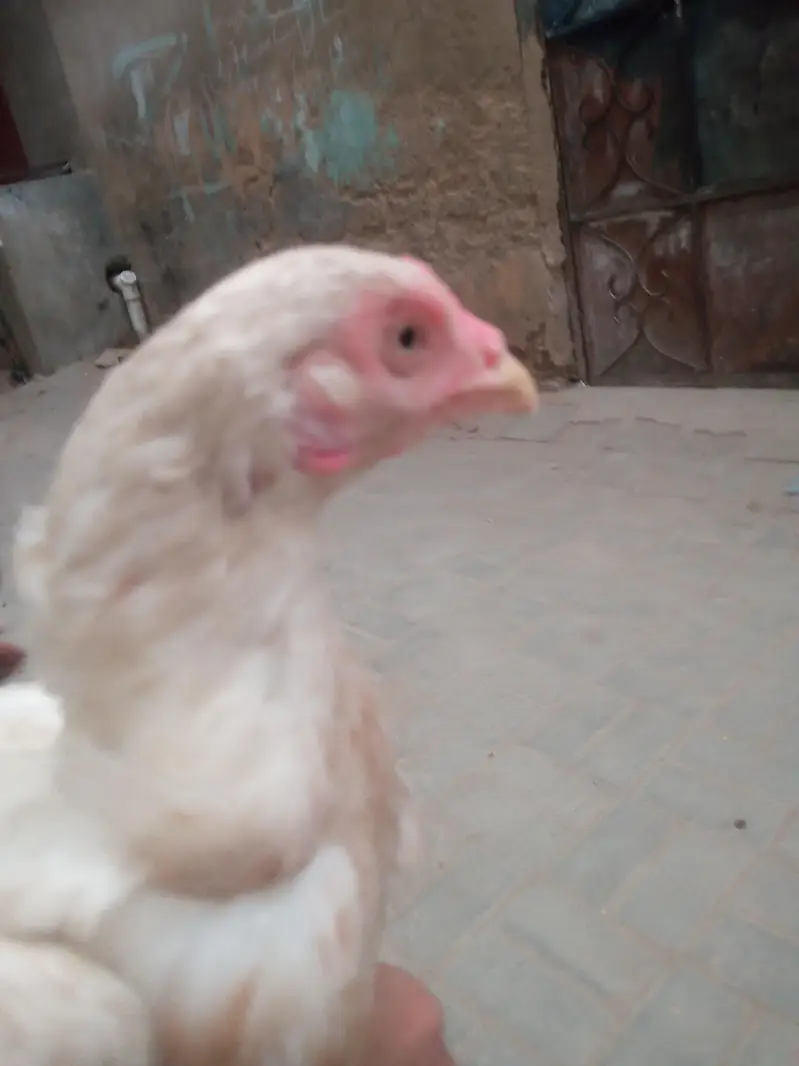 aseel hens sell — photo 4
