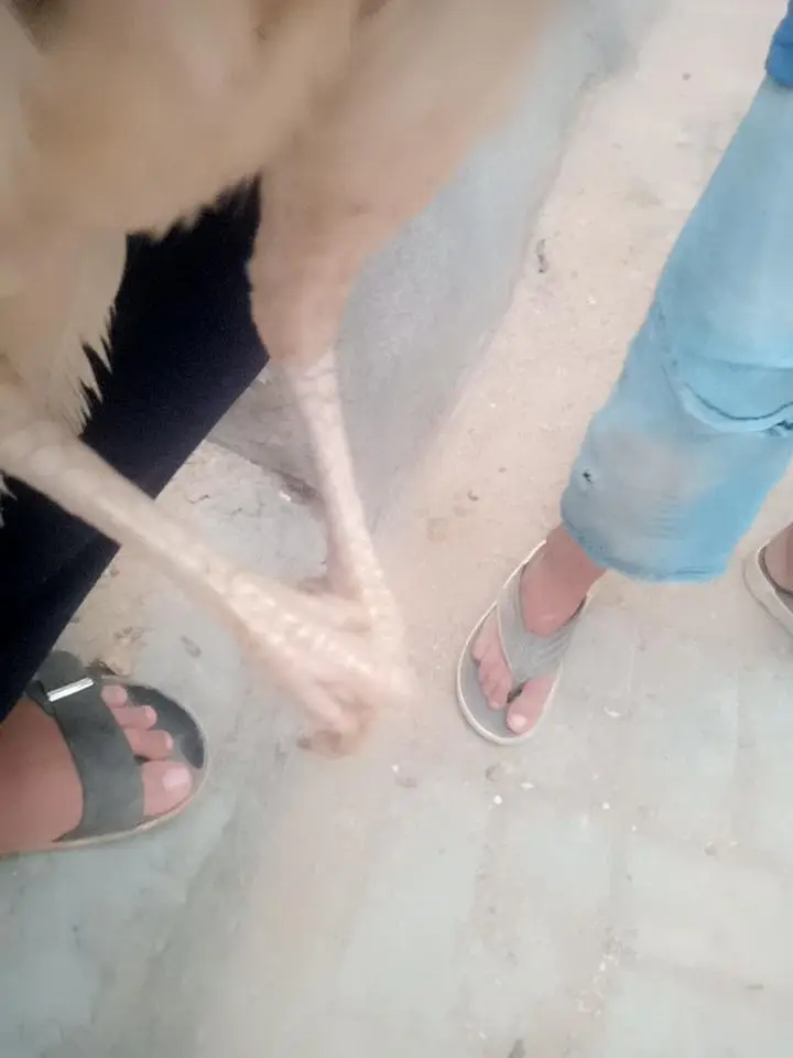 aseel hens sell — photo 5