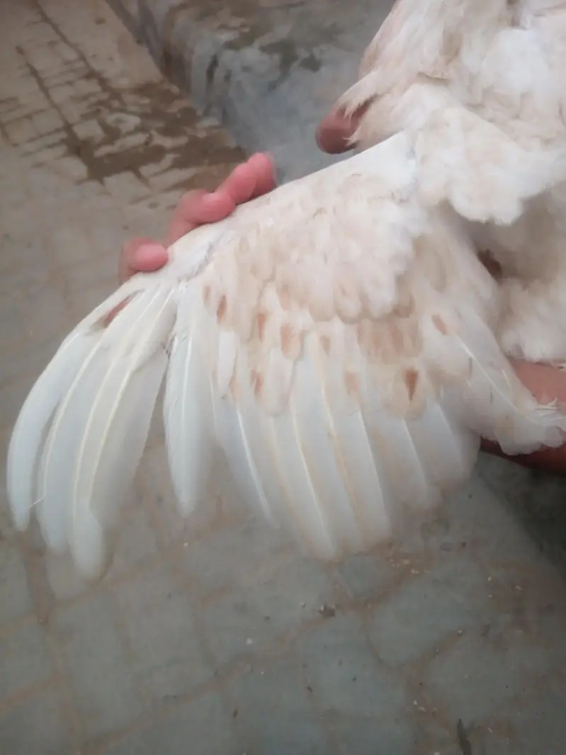 aseel hens sell — photo 7