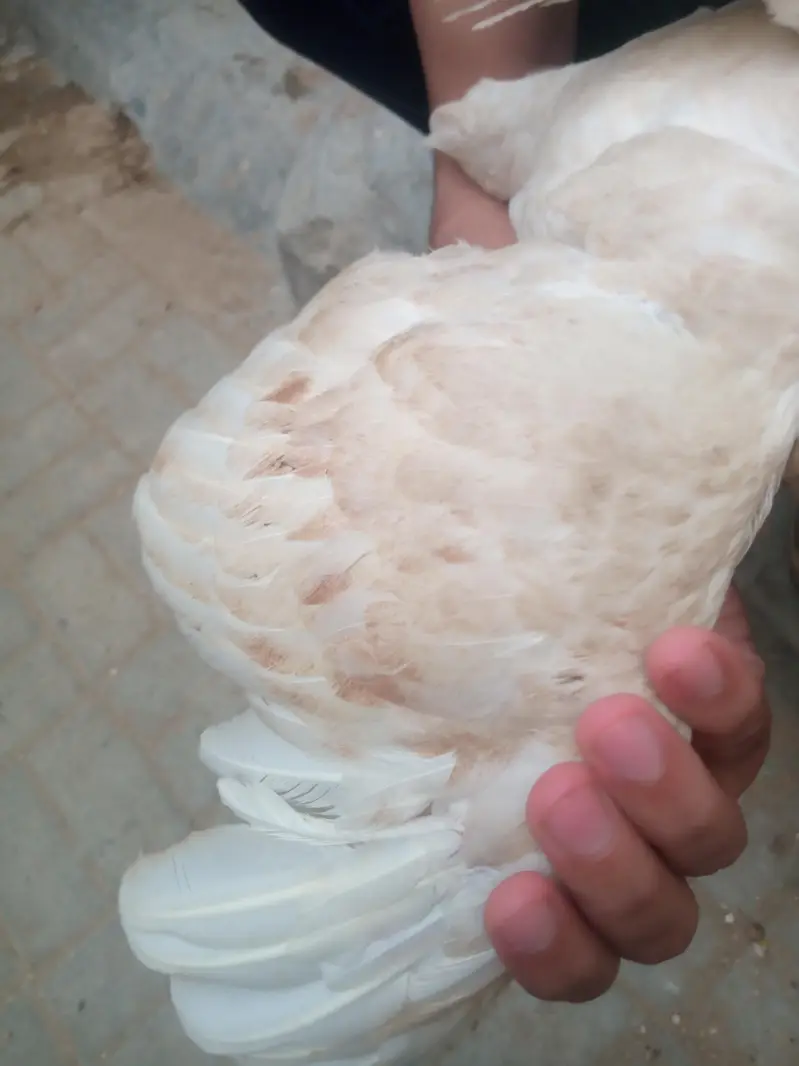 aseel hens sell — photo 8
