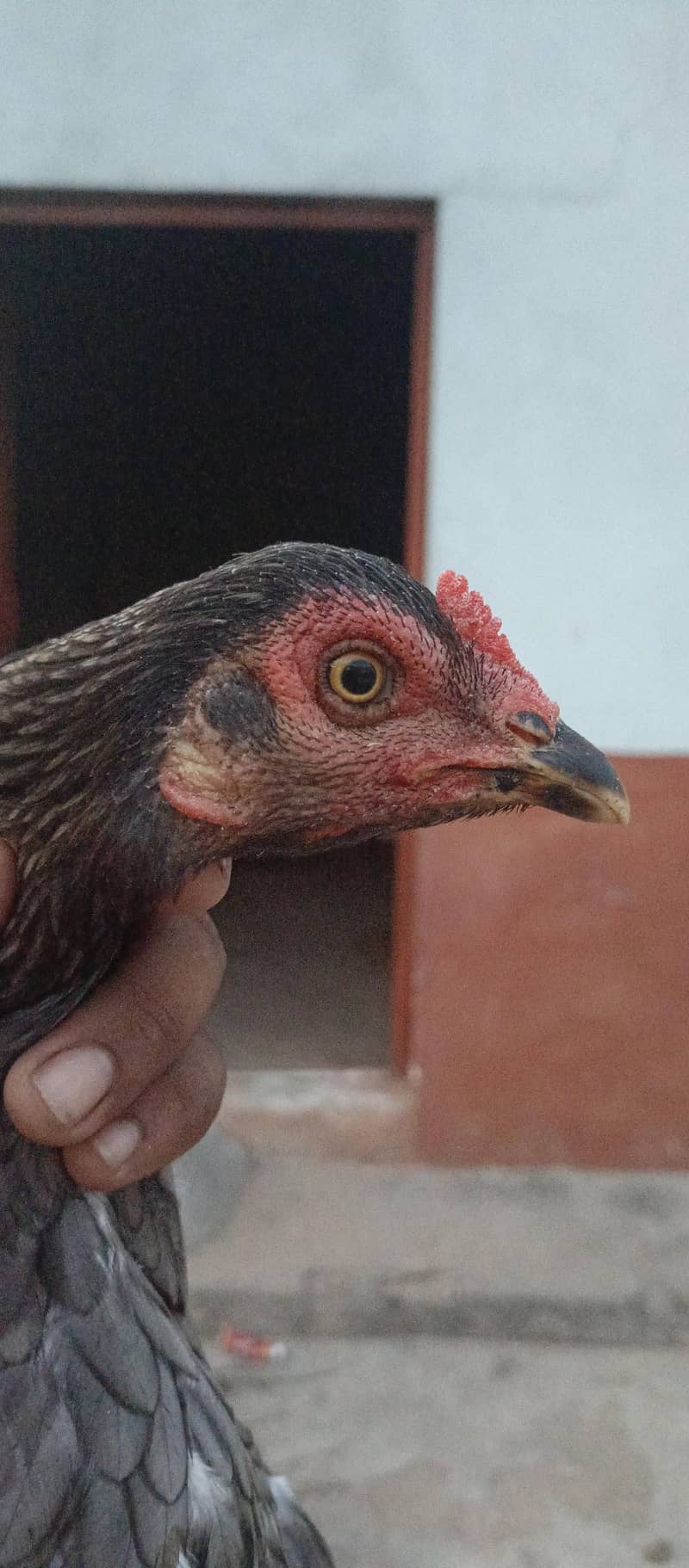 aseel murgi 0