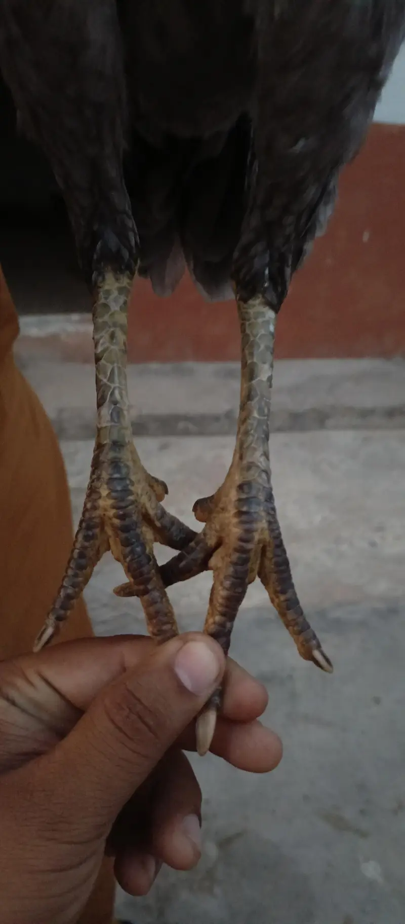 aseel murgi — photo 3