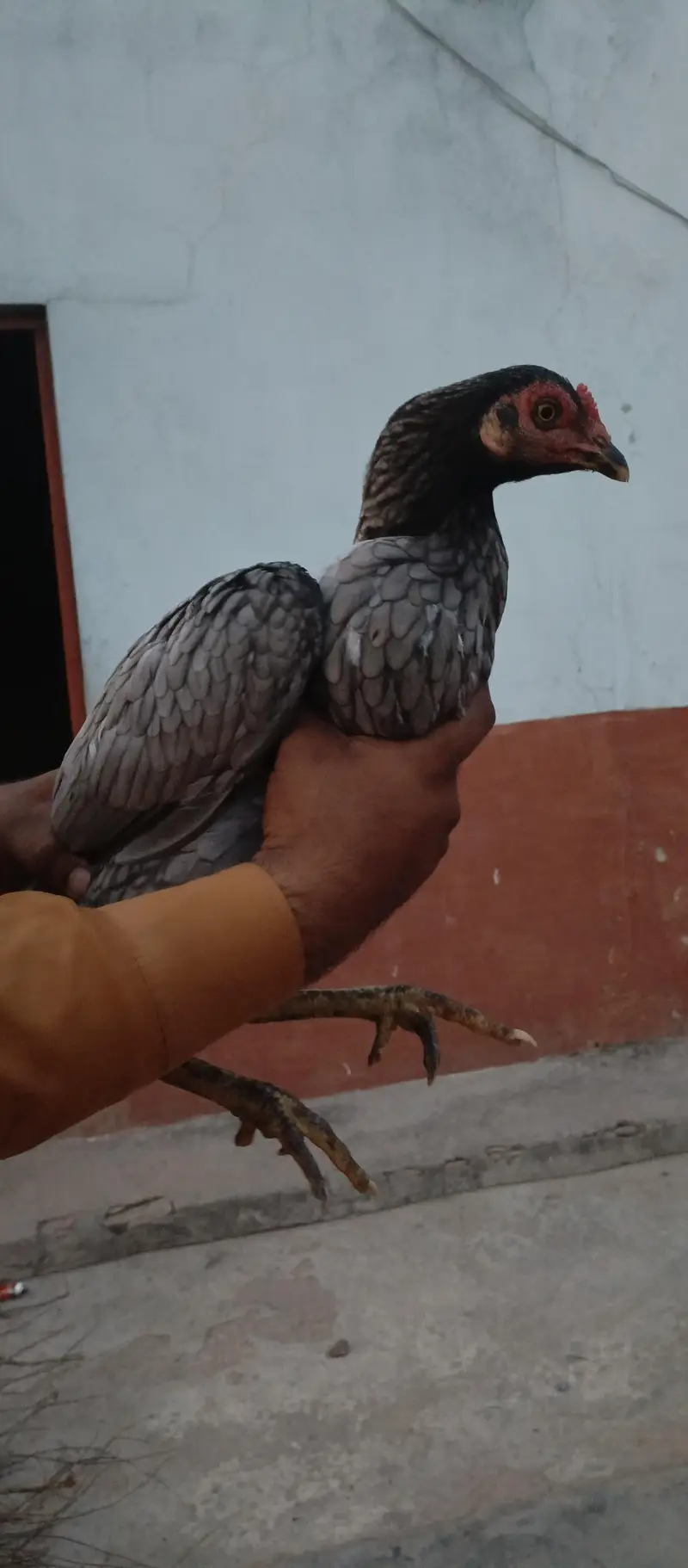 aseel murgi — photo 4