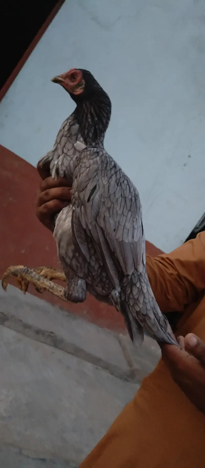 aseel murgi — photo 6