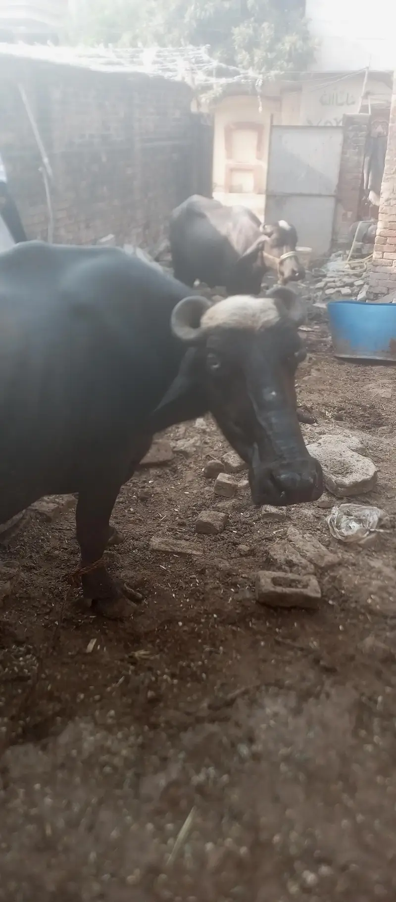 bufflo