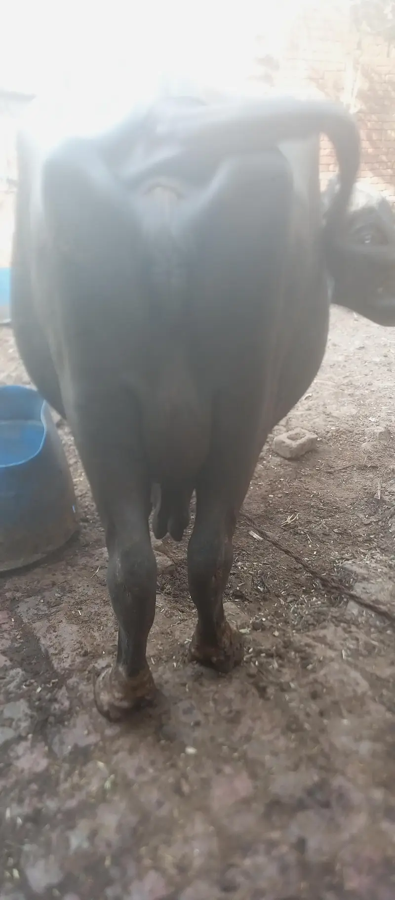 bufflo — photo 2