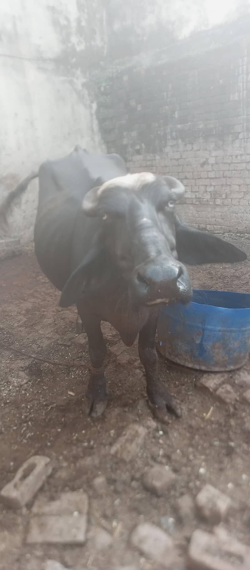 bufflo 5