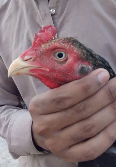 Aseel Patha for sale 03001670783