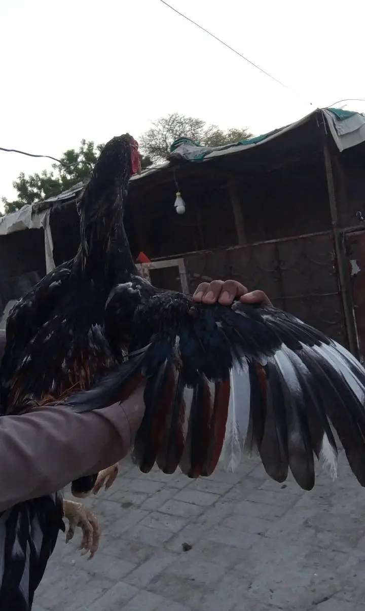 Aseel Patha for sale 03001670783 — photo 2