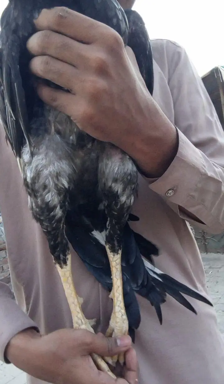 Aseel Patha for sale 03001670783 — photo 3