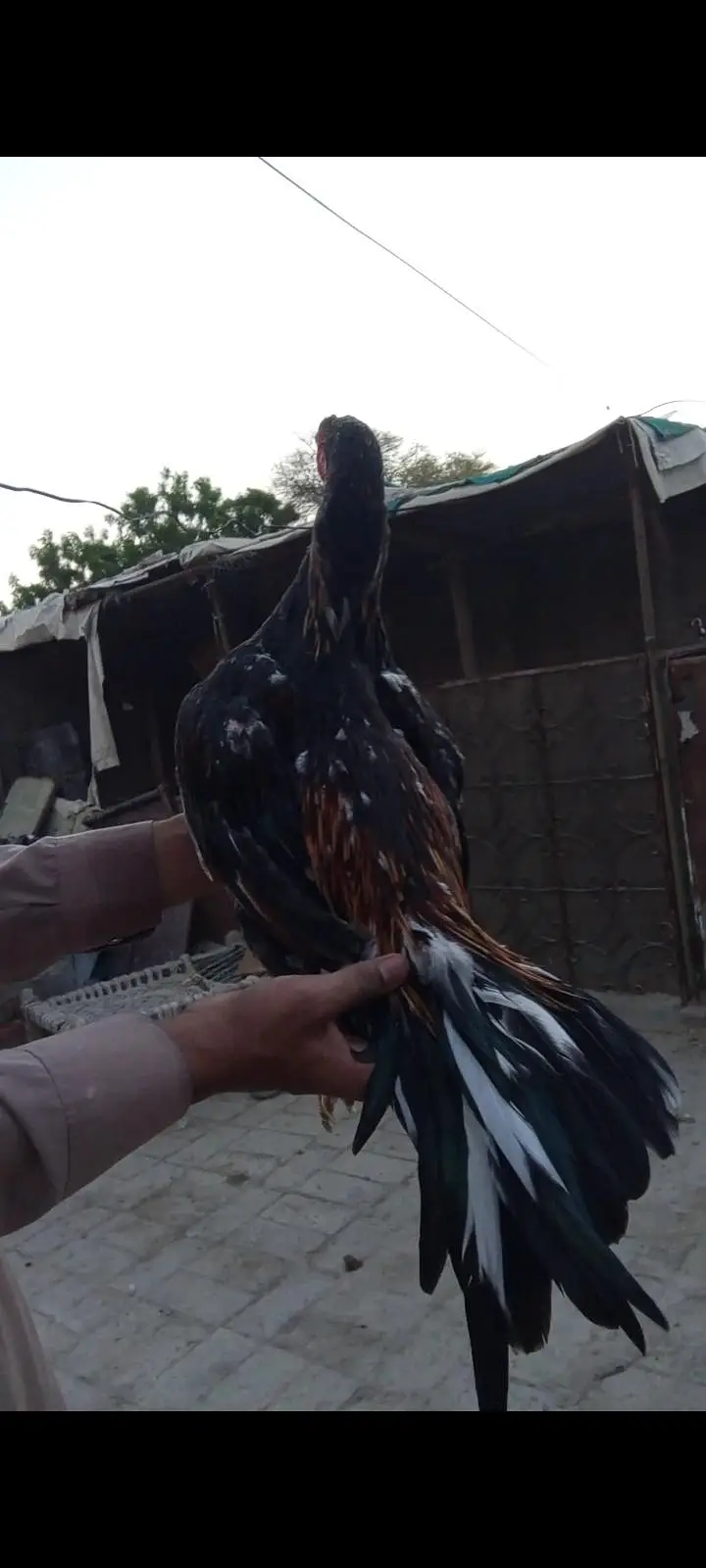 Aseel Patha for sale 03001670783 — photo 4