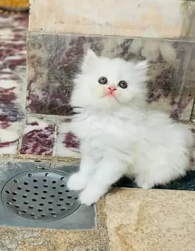 (Persian female kitten) (for sale all) (Pakistan delivery available)