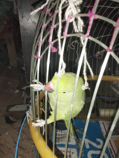 green parrot