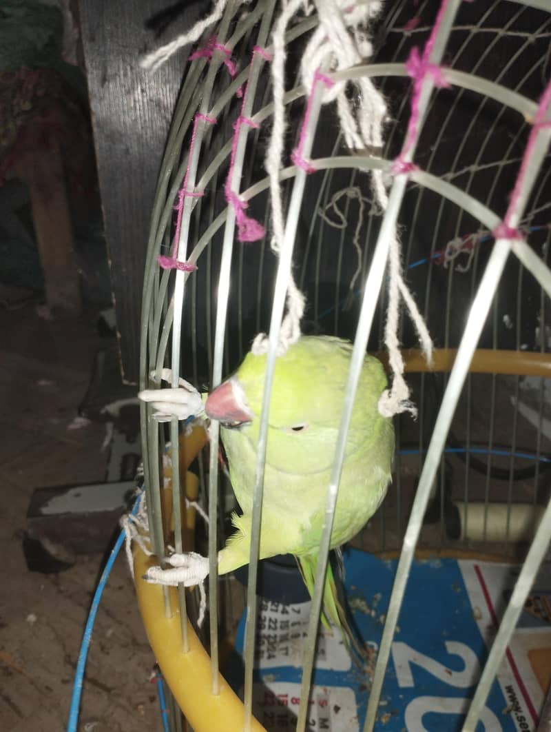 green parrot 0