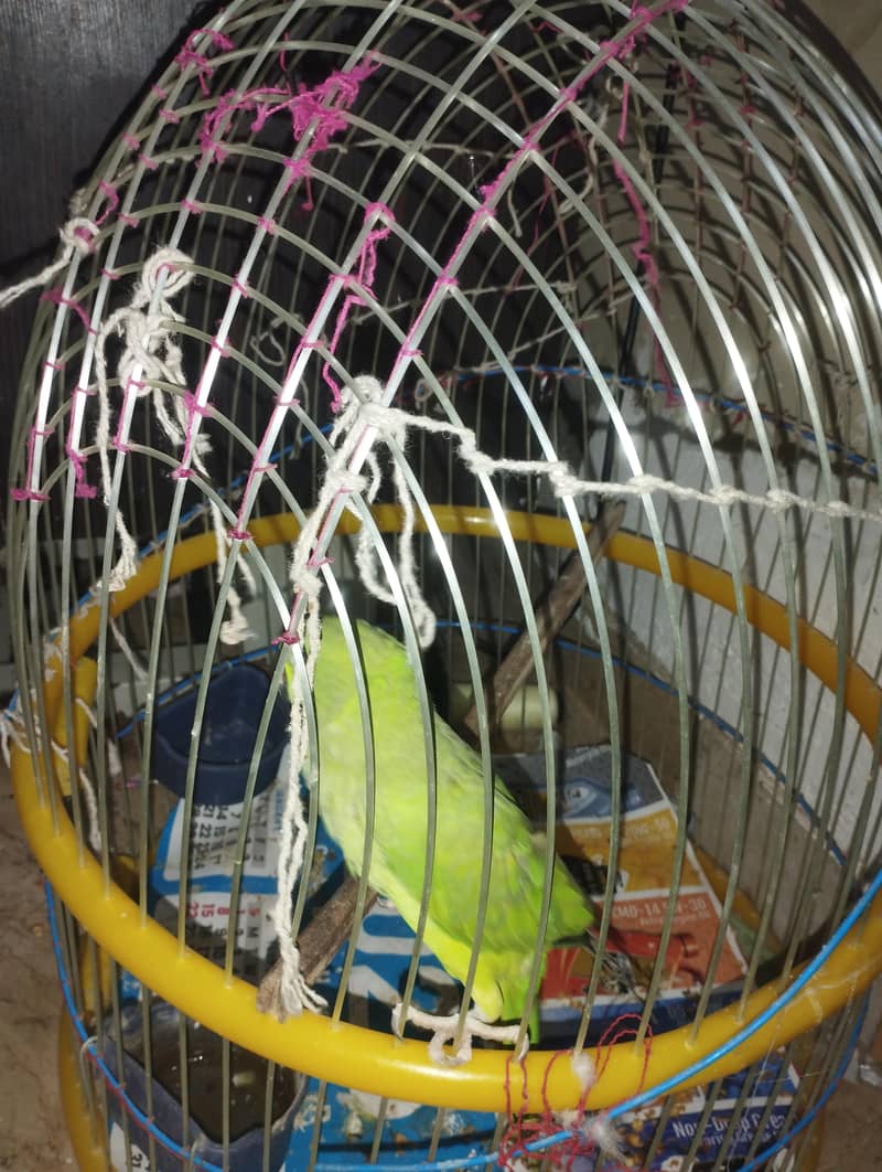 green parrot 1