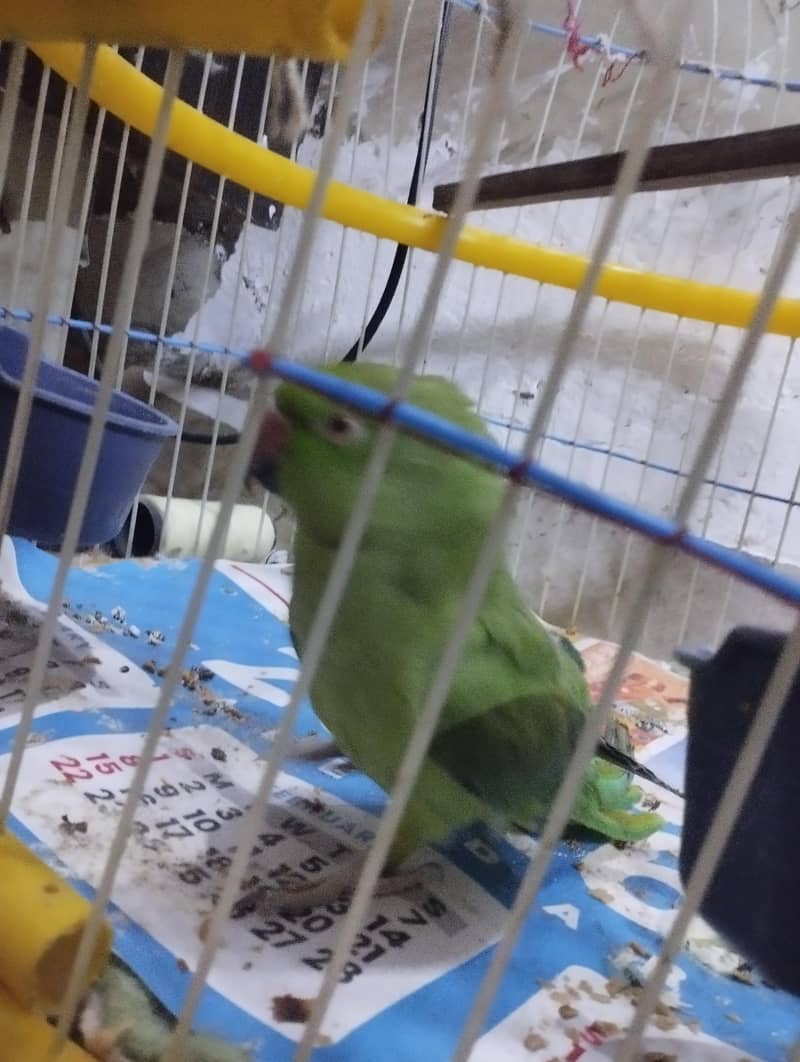 green parrot 2