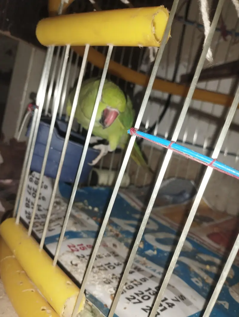 green parrot — photo 4
