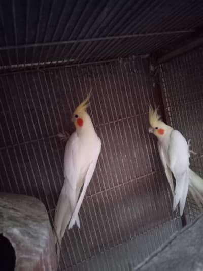 adult pair confirm