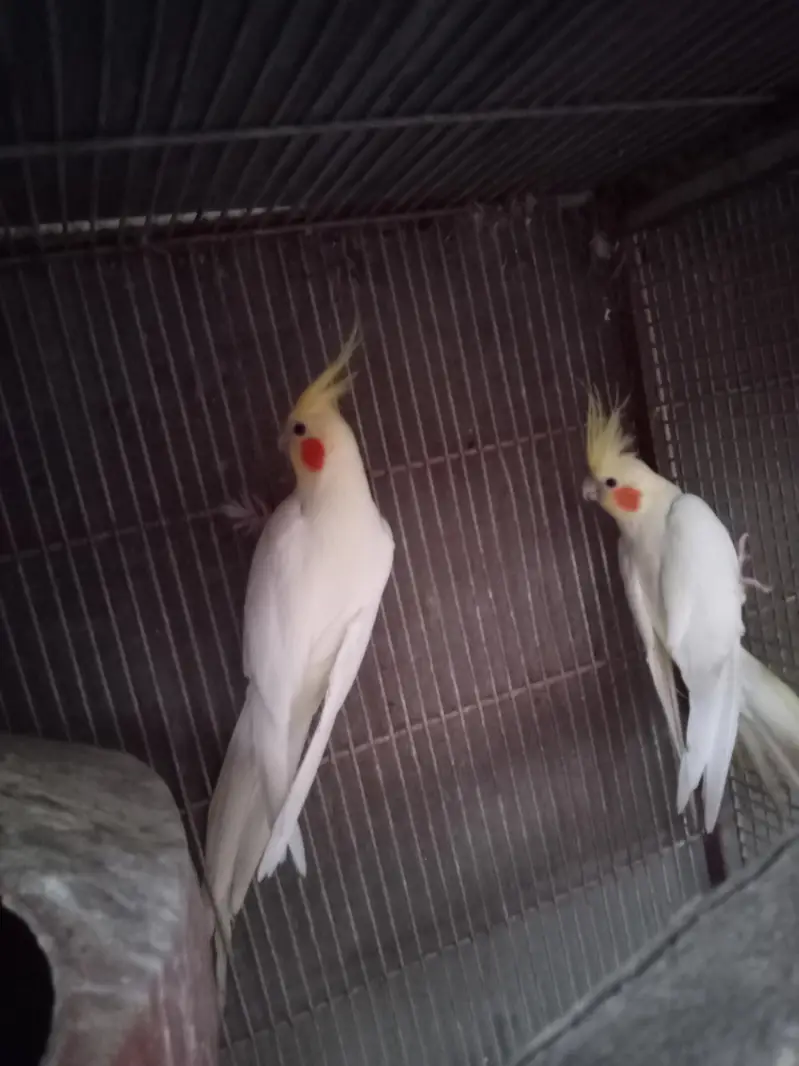 adult pair confirm — photo 2