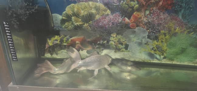Koi fish with Aquarium and top filter