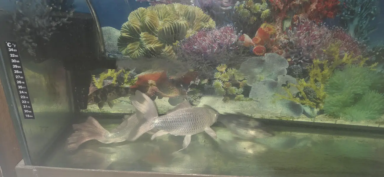 Koi fish with Aquarium and top filter