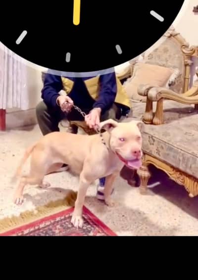 pitbull breeder female