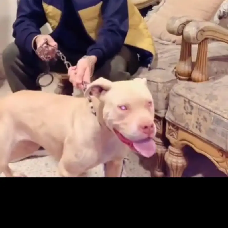 pitbull breeder female — photo 2