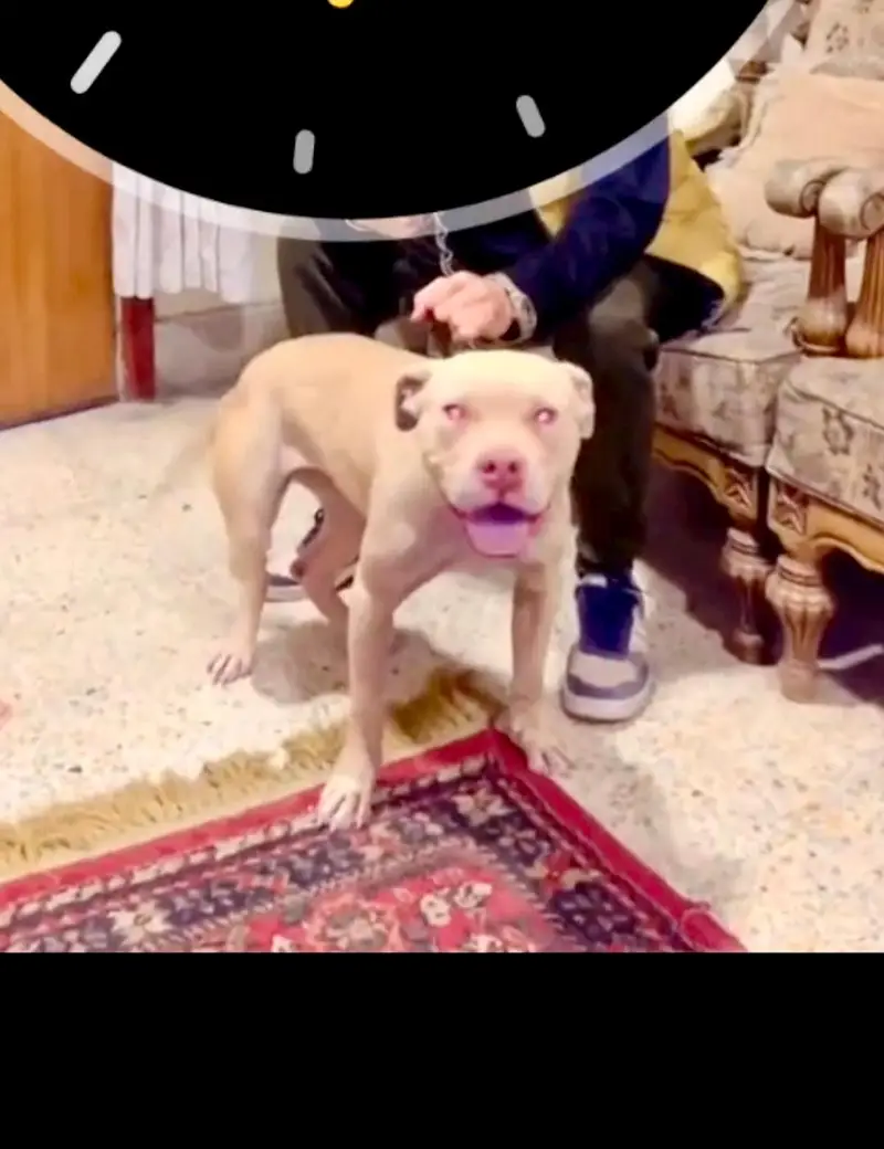 pitbull breeder female — photo 3