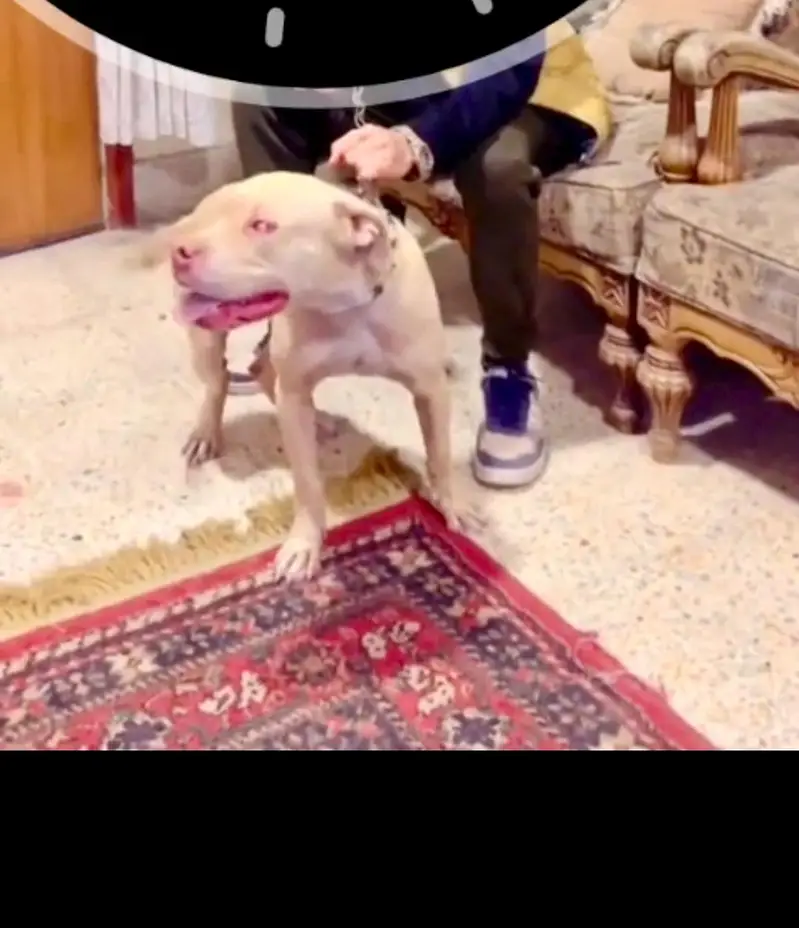 pitbull breeder female — photo 4