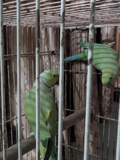 Green Ringneck Pair For Sale